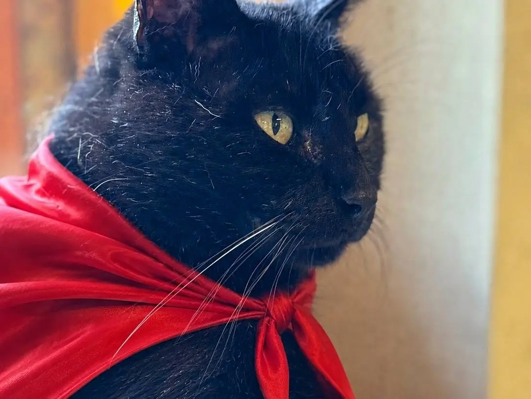 Adozione gatto, maschio, Razza sconosciuta Razza sconosciuta, 6 anni e 6 mesi, taglia non valida, Asti