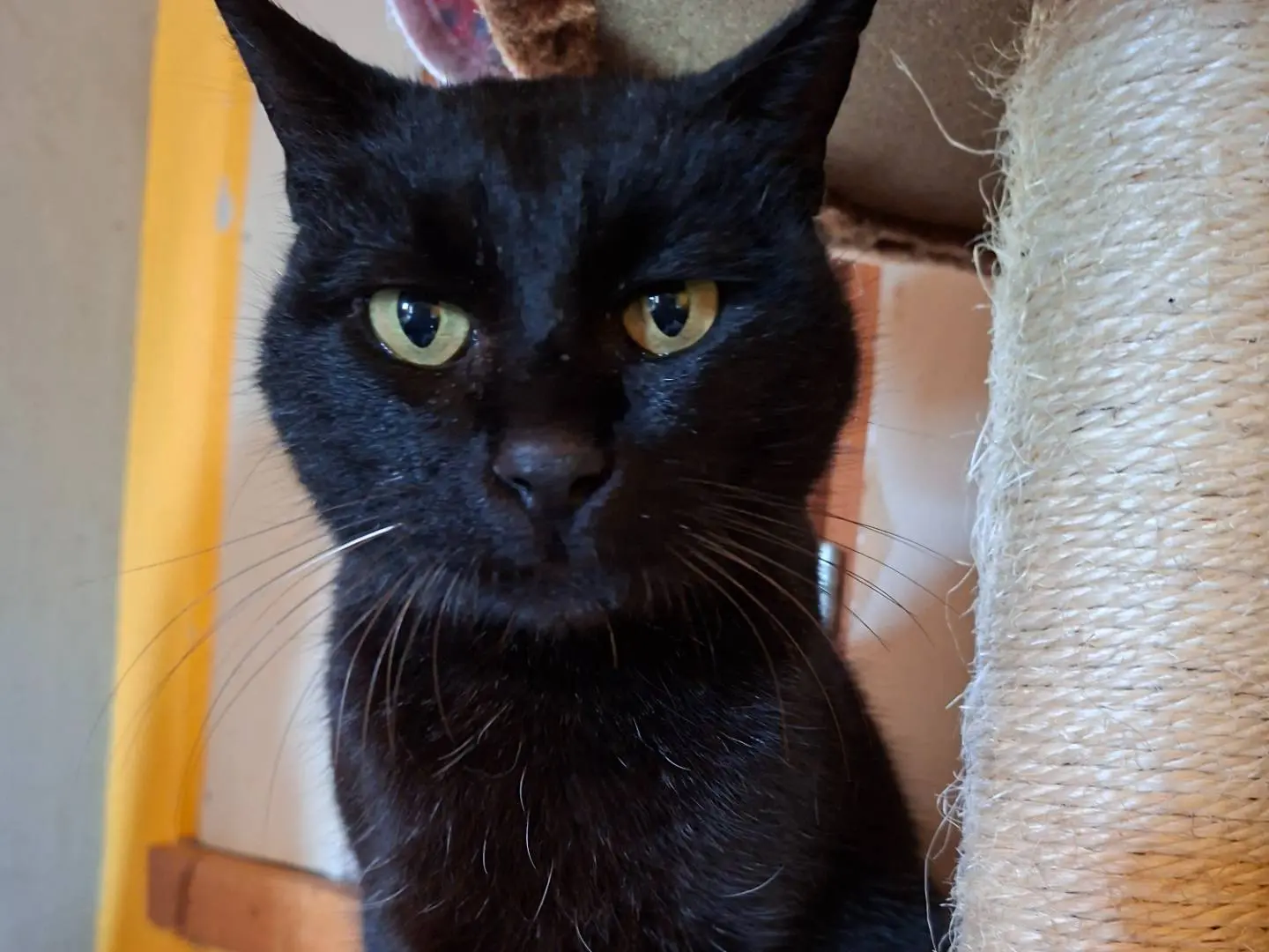 Adotta un gatto, maschio, 6 anni e 6 mesi, Asti