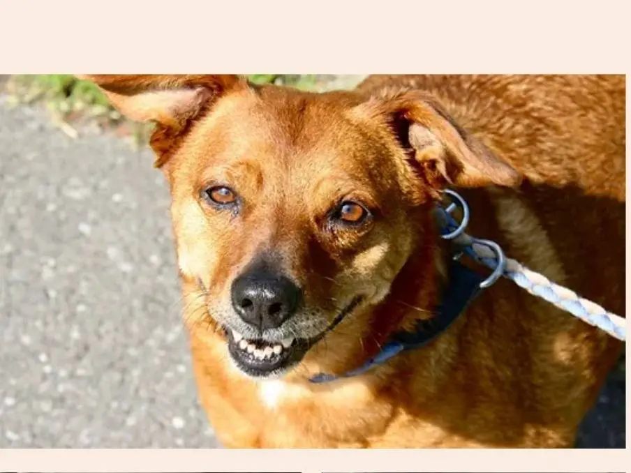 Adozione cane, femmina, Razza sconosciuta Razza sconosciuta, 13 anni e 1 mese, taglia grande, Milano