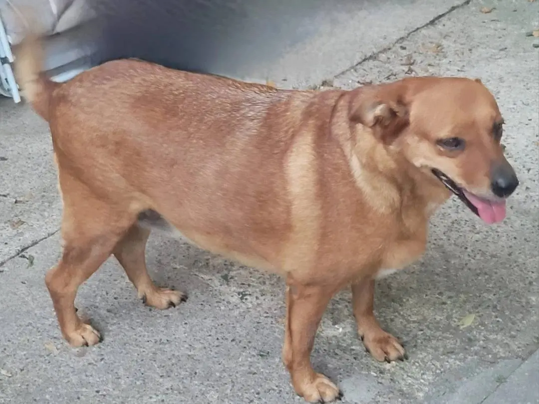 Adotta un cane, femmina, 13 anni e 1 mese, Milano