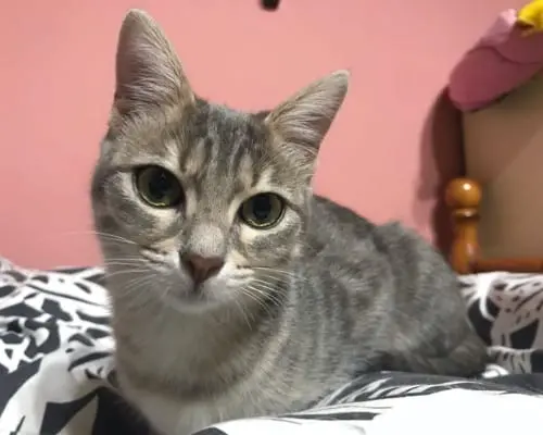Adozione gatto, femmina, meticcio, 5 anni e 2 mesi, taglia non valida, Sud