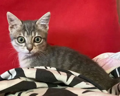 Adotta un gatto, femmina, 5 anni e 2 mesi, Sud