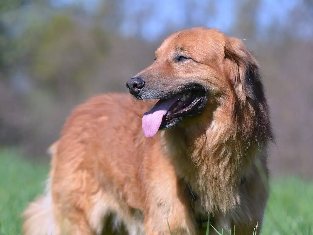 Adozione cane, maschio, Razza sconosciuta Razza sconosciuta, 9 anni e 10 mesi, taglia media, Como