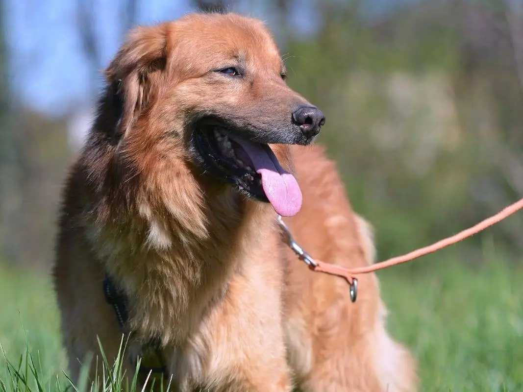 Adotta un cane, maschio, 9 anni e 10 mesi, Como