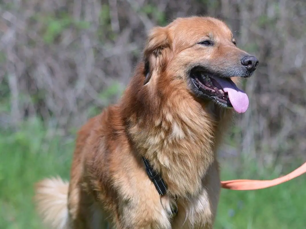Adotta un cane, taglia media, maschio, Como