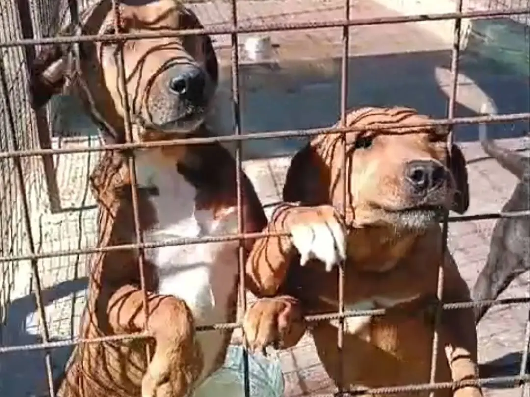 Foto 3 dell'animale