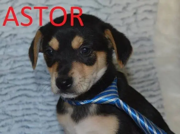 Adotta un cane, maschio, 1 anno e 3 mesi, Lecce