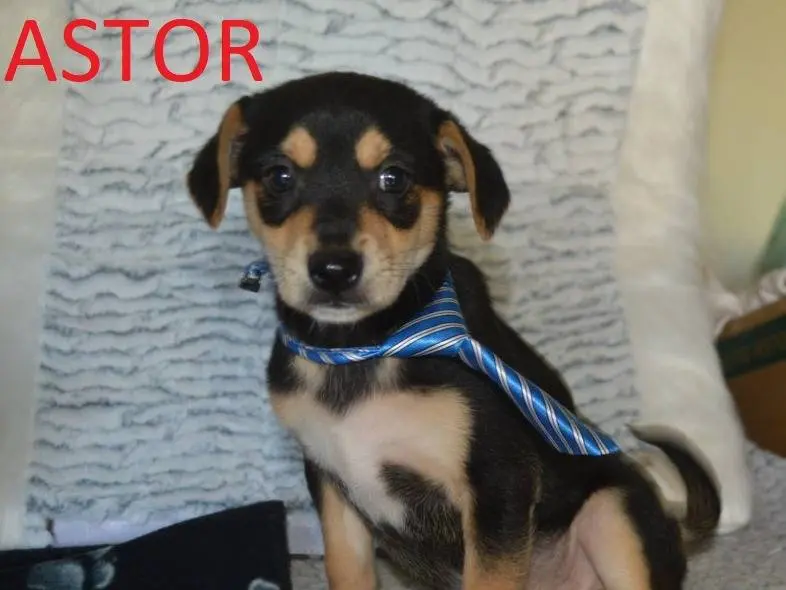 Adozione cane, maschio, Pinscher Razza sconosciuta, 1 anno e 3 mesi, taglia piccola, Lecce