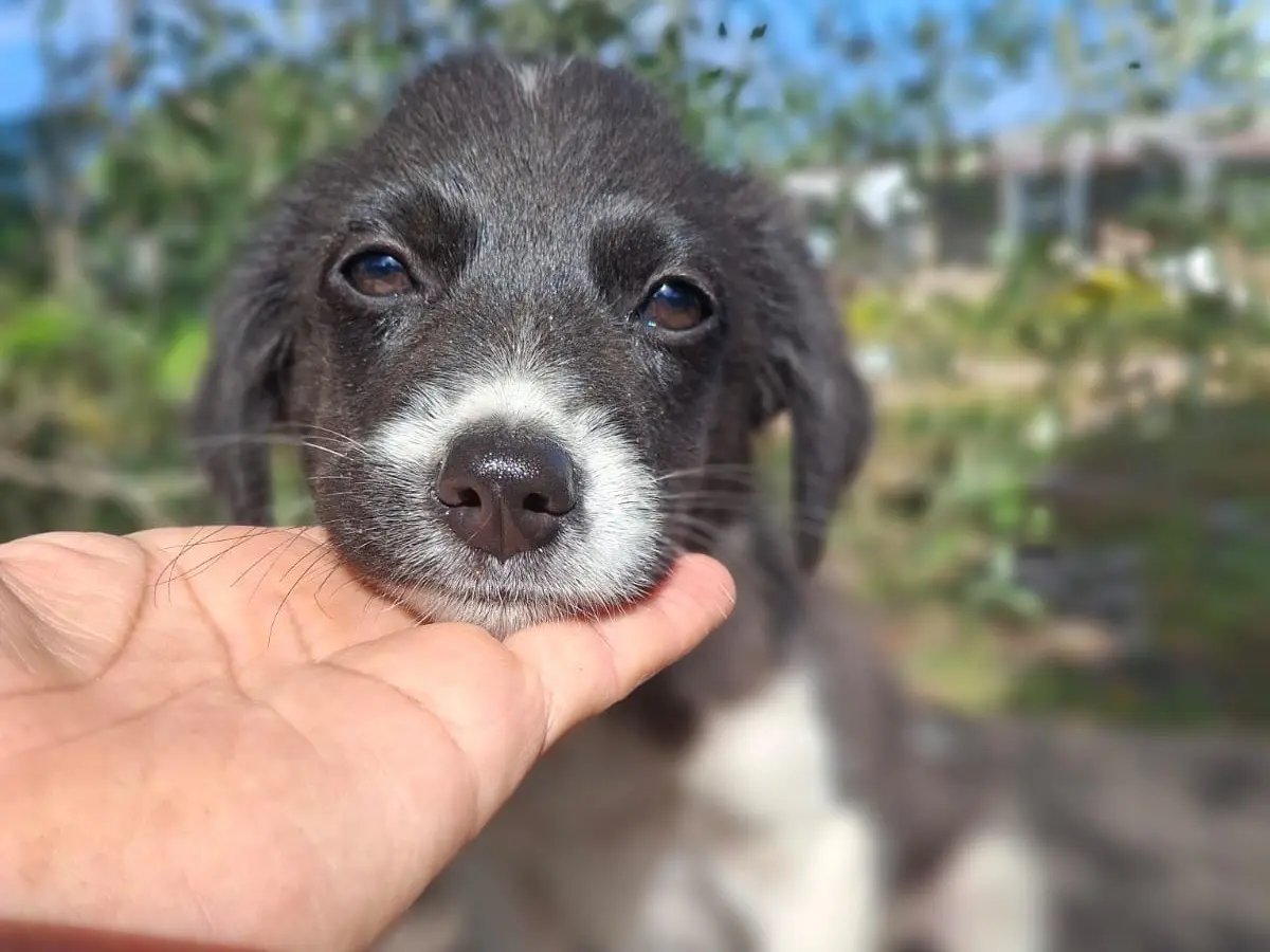 Adotta un cane, femmina, 8 mesi, Reggio