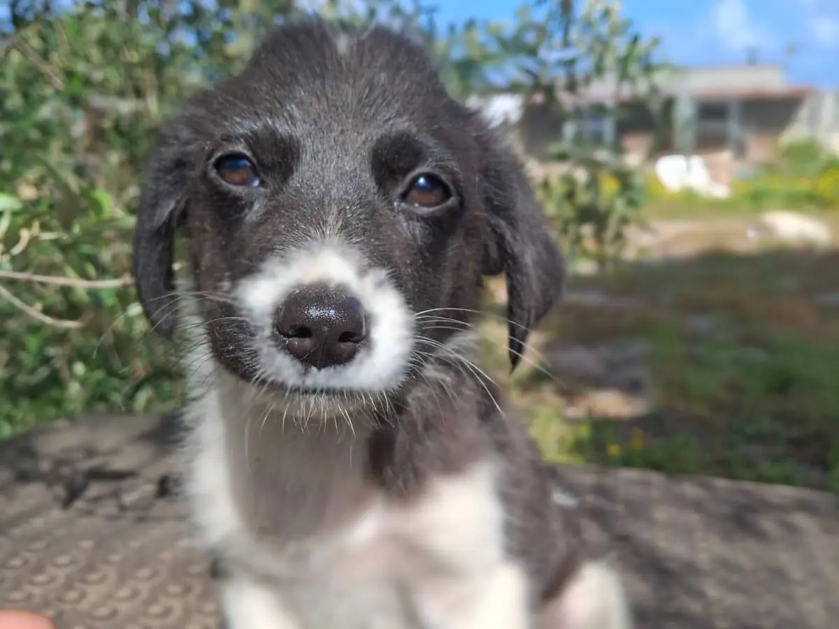 Adozione cane, femmina, Razza sconosciuta Razza sconosciuta, 8 mesi, taglia media, Reggio