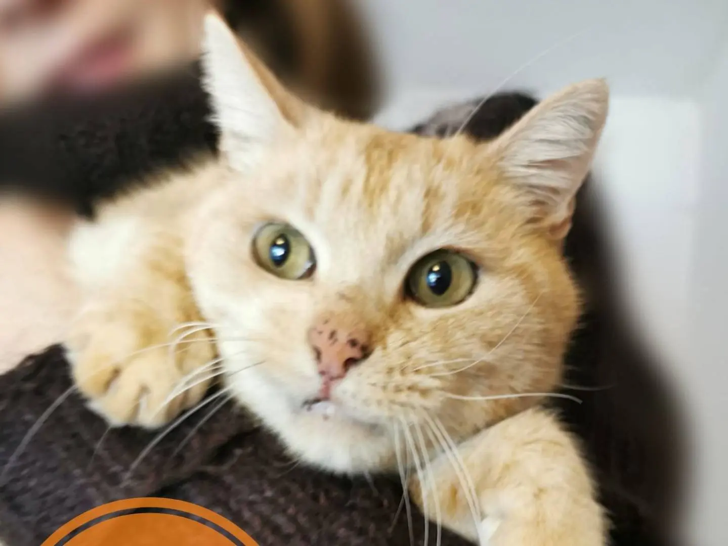 Adozione gatto, maschio, Razza sconosciuta Razza sconosciuta, 7 anni e 2 mesi, taglia non valida, Verona