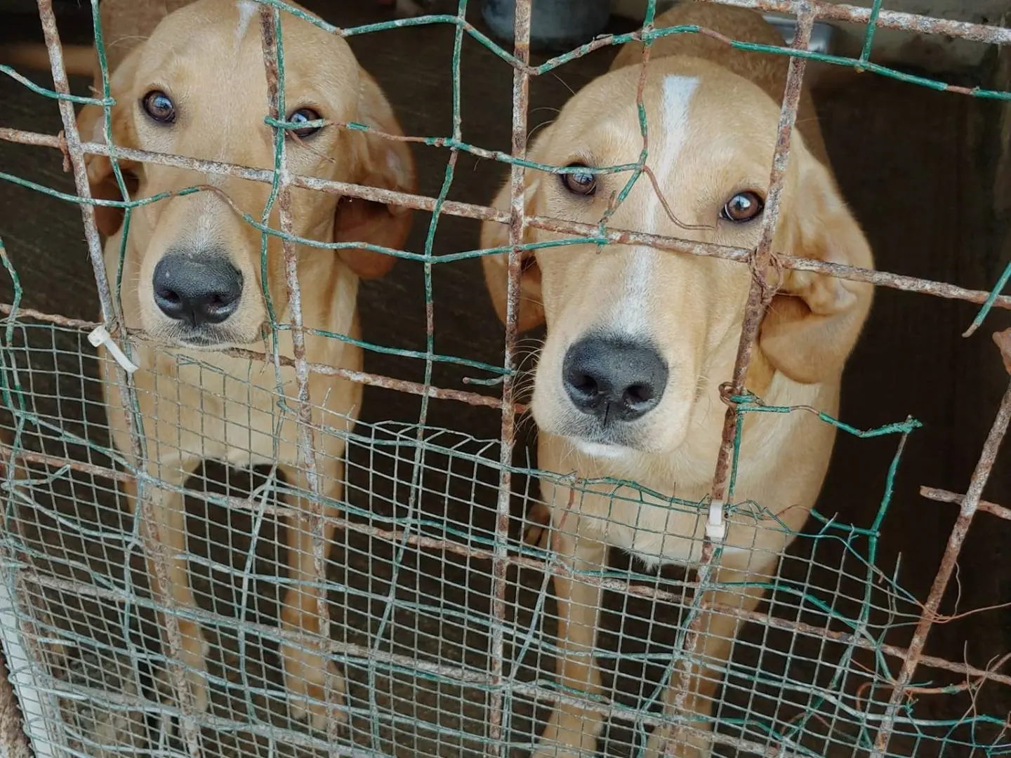 Adotta un cane, taglia media contenuta, maschio, Messina