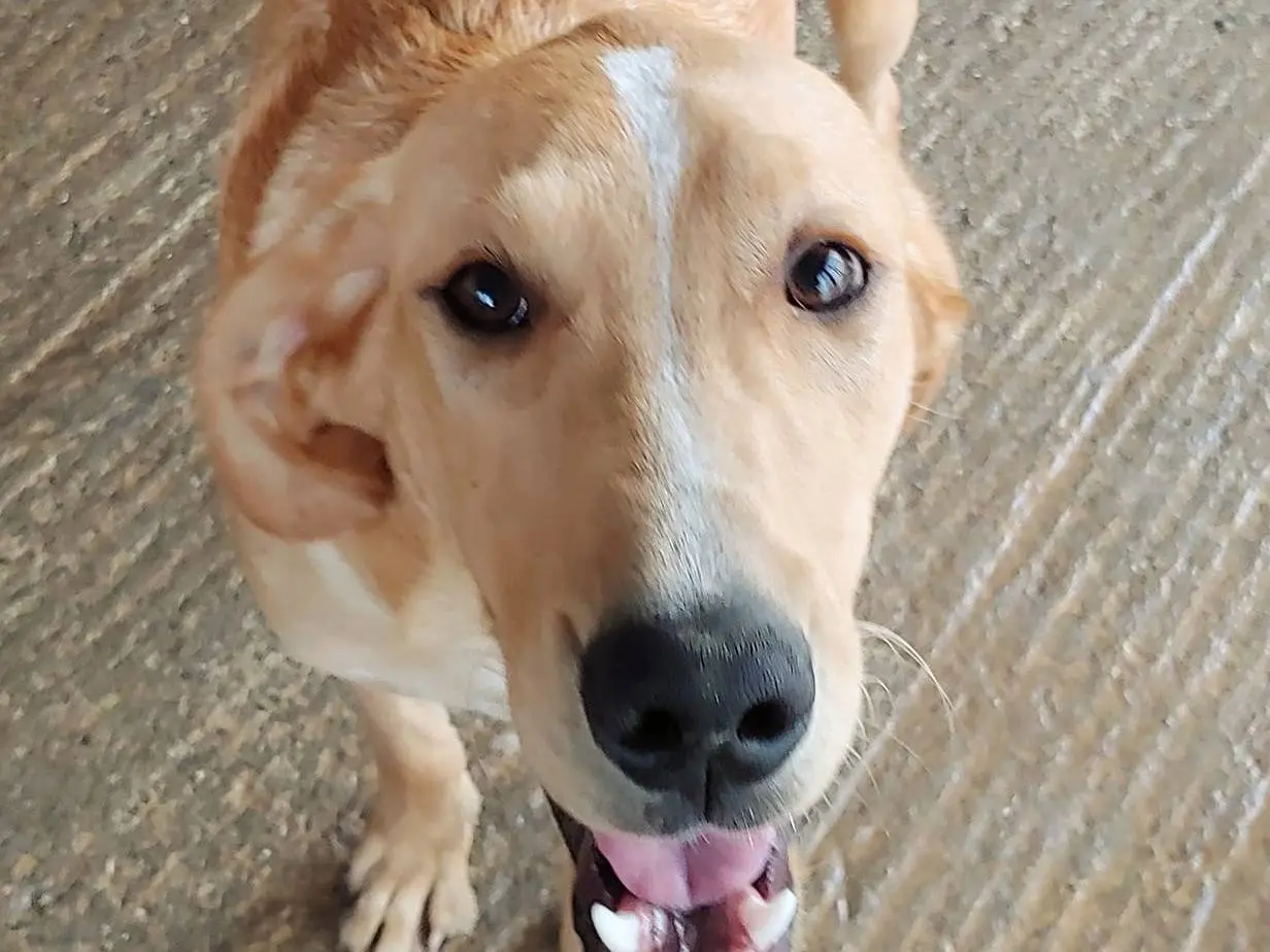 Adozione cane, maschio, meticcio, 5 anni, taglia media contenuta, Messina