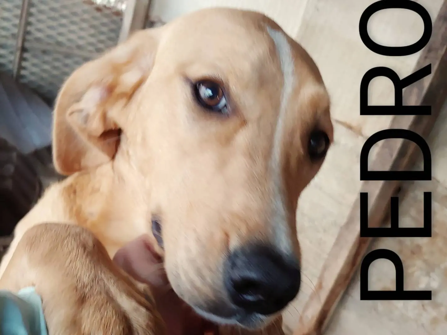Vuoi adottare un cane a Messina?