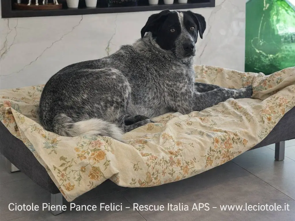 Adotta un cane, femmina, 2 anni e 2 mesi, Avellino