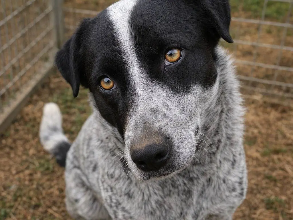 Adotta un cane, taglia media, femmina, Avellino