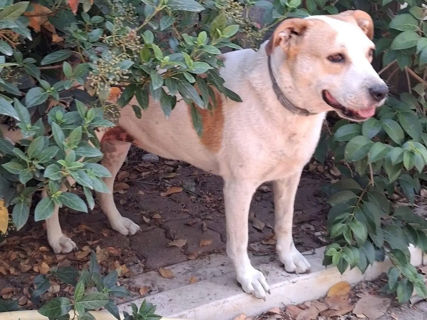 Vuoi adottare un cane a Foggia?