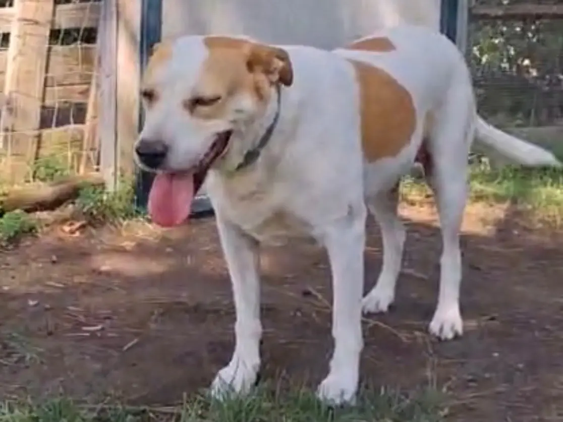 Adotta un cane, femmina, 7 anni e 8 mesi, Foggia