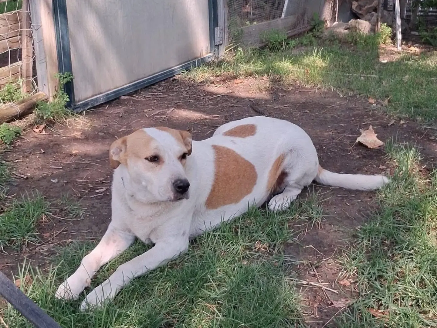 Adozione cane, femmina, Razza sconosciuta Razza sconosciuta, 7 anni e 8 mesi, taglia grande, Foggia