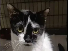 Adozione gatto, femmina, Razza sconosciuta Razza sconosciuta, 5 mesi, taglia non valida, Milano