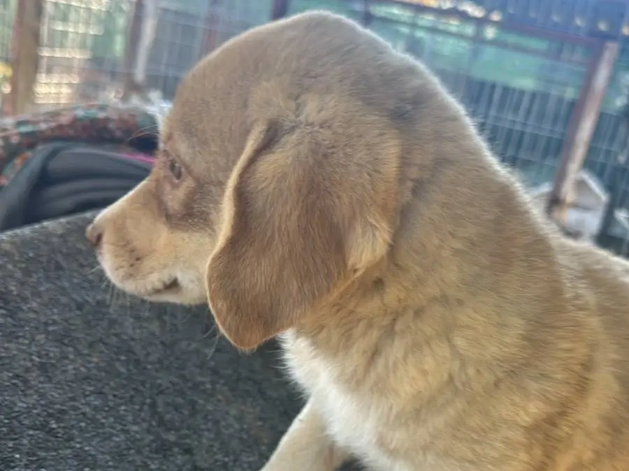 Vuoi adottare un cane a Udine?