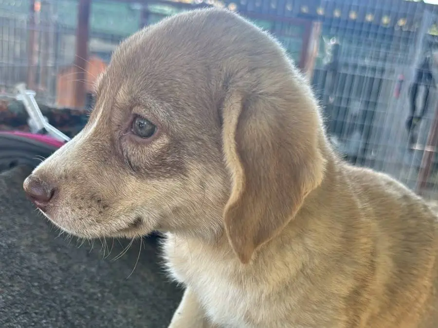 Adotta un cane, taglia media contenuta, femmina, Udine