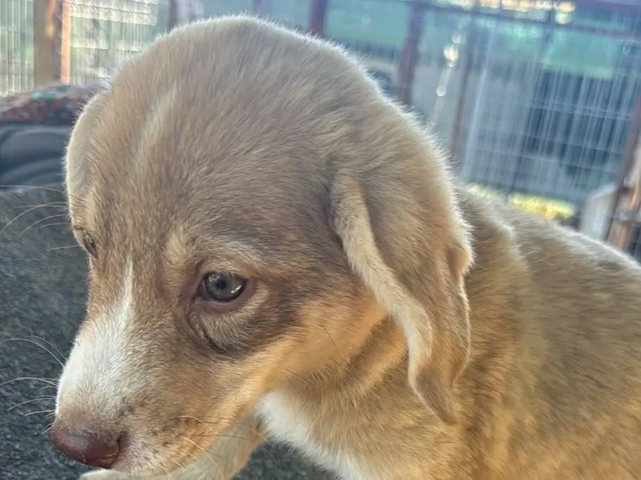 Adotta un cane, femmina, 3 mesi, Udine