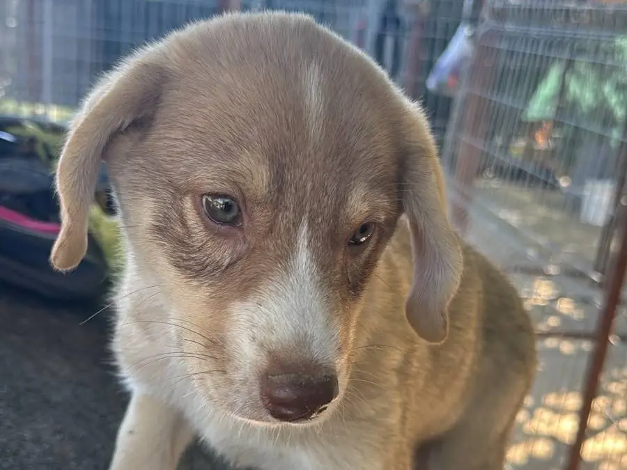 Adozione cane, femmina, Razza sconosciuta Razza sconosciuta, 3 mesi, taglia media contenuta, Udine