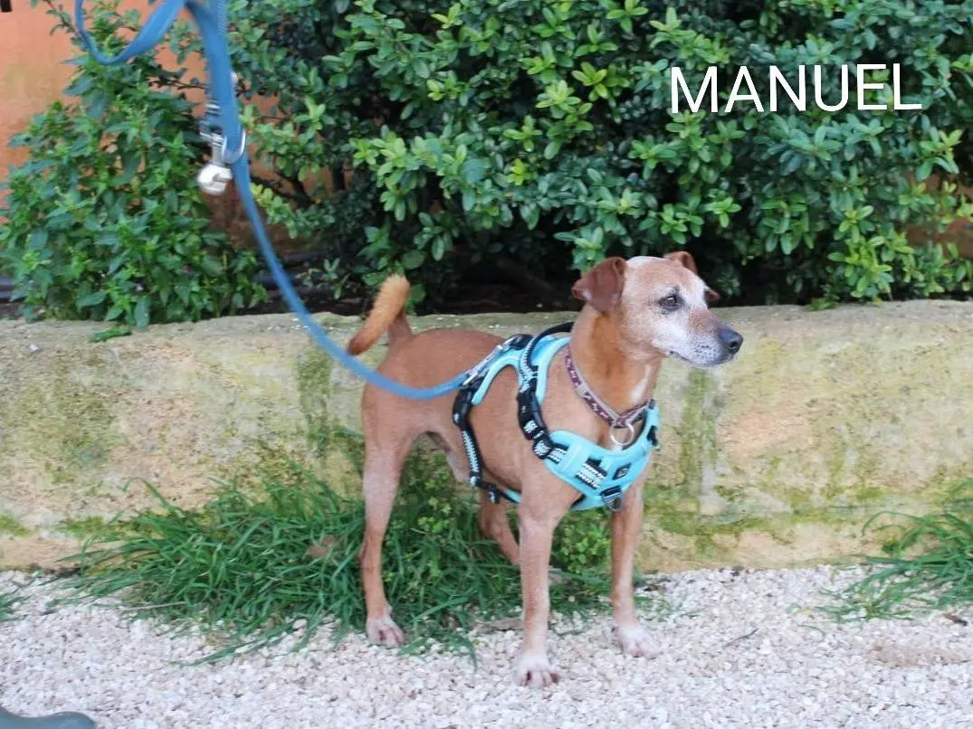 Adotta un cane, taglia piccola, maschio, Lecce