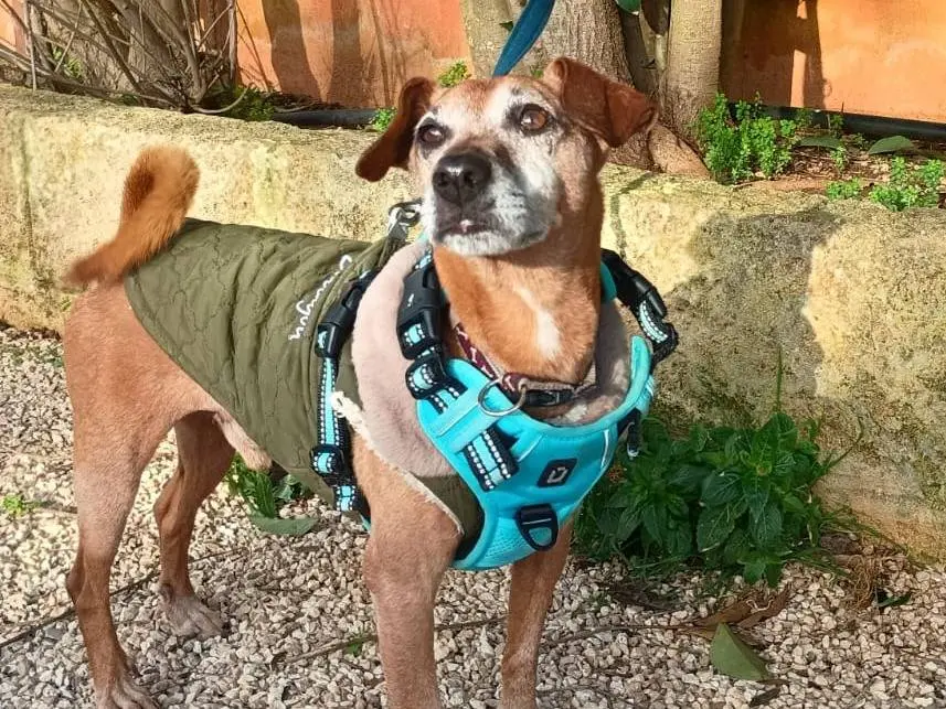 Vuoi adottare un cane a Lecce?