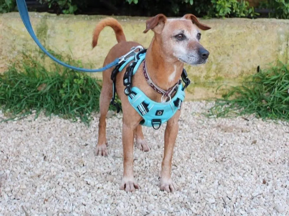 Adotta un cane, maschio, 6 anni e 5 mesi, Lecce