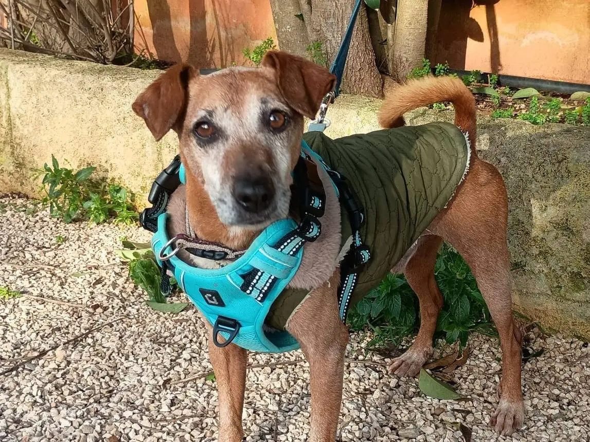 Adozione cane, maschio, Razza sconosciuta Razza sconosciuta, 6 anni e 5 mesi, taglia piccola, Lecce