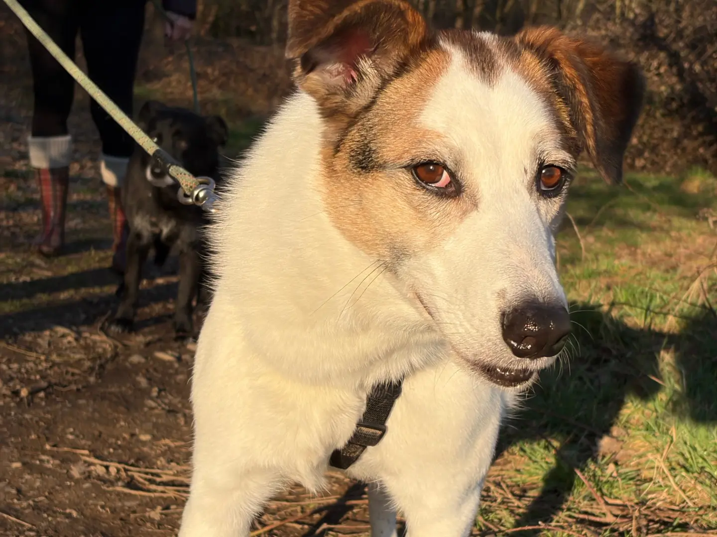 Adozione cane, maschio, Razza sconosciuta Razza sconosciuta, 8 anni, taglia media, Milano