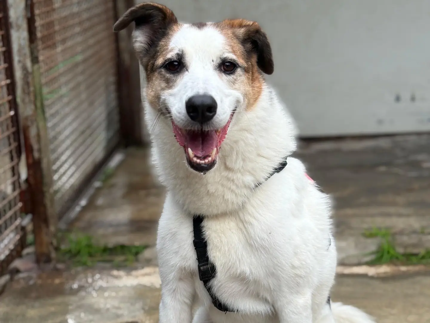 Adotta il cane Koko a Milano