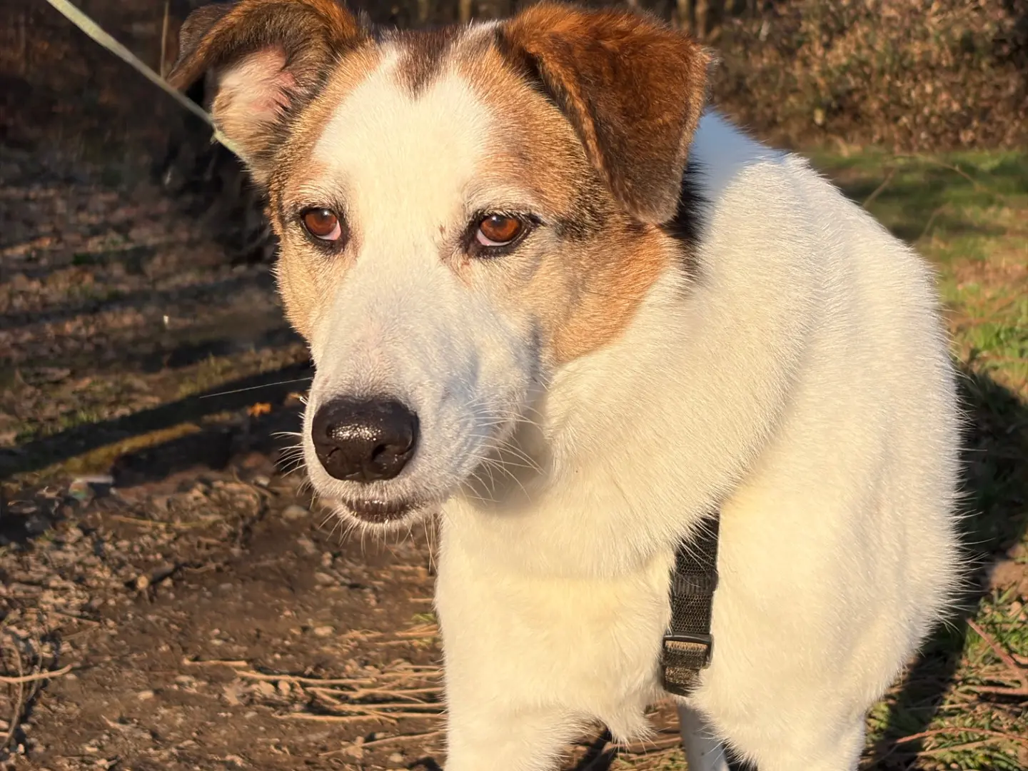 Adotta un cane, maschio, 8 anni, Milano