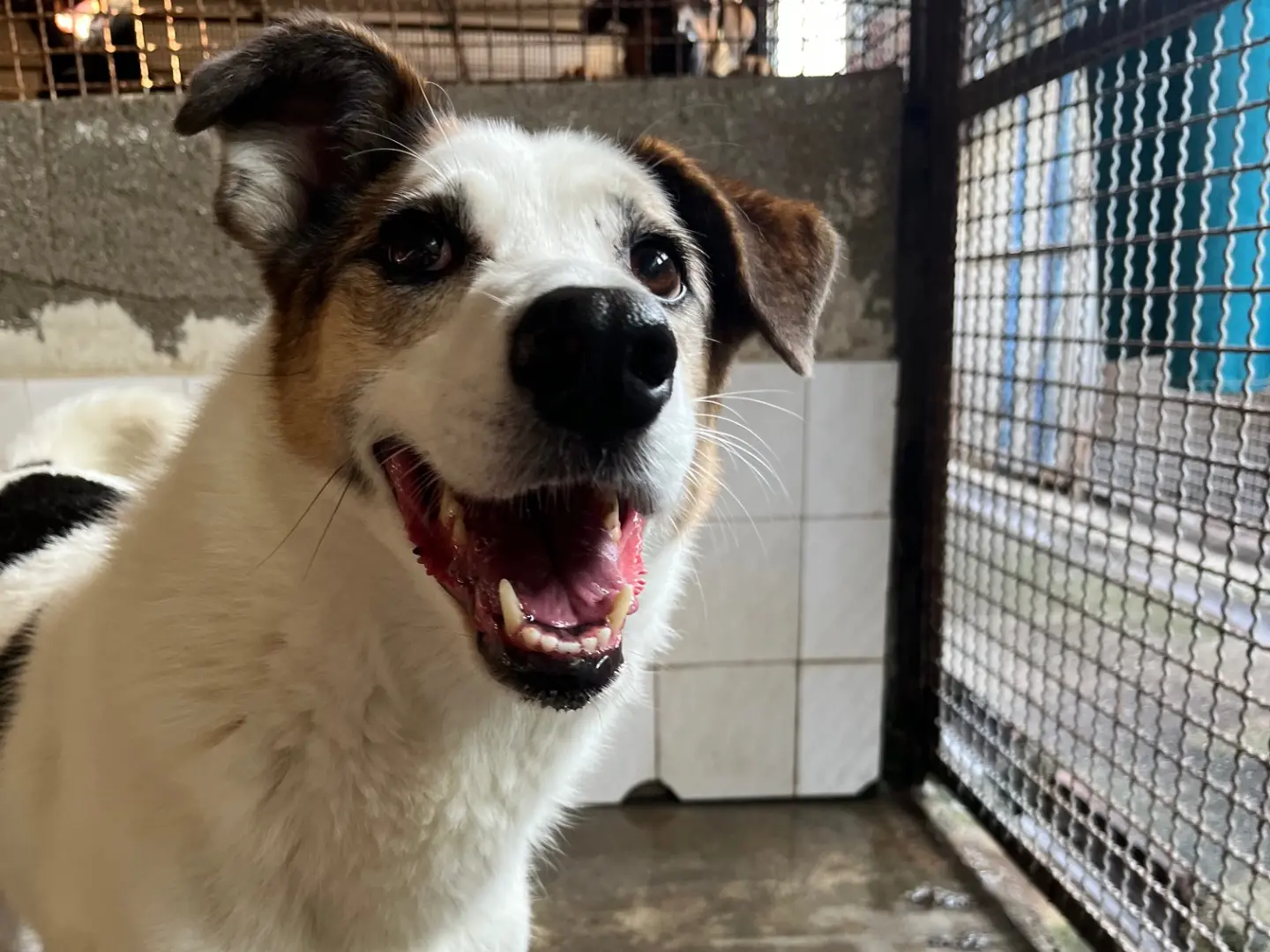 Vuoi adottare un cane a Milano?