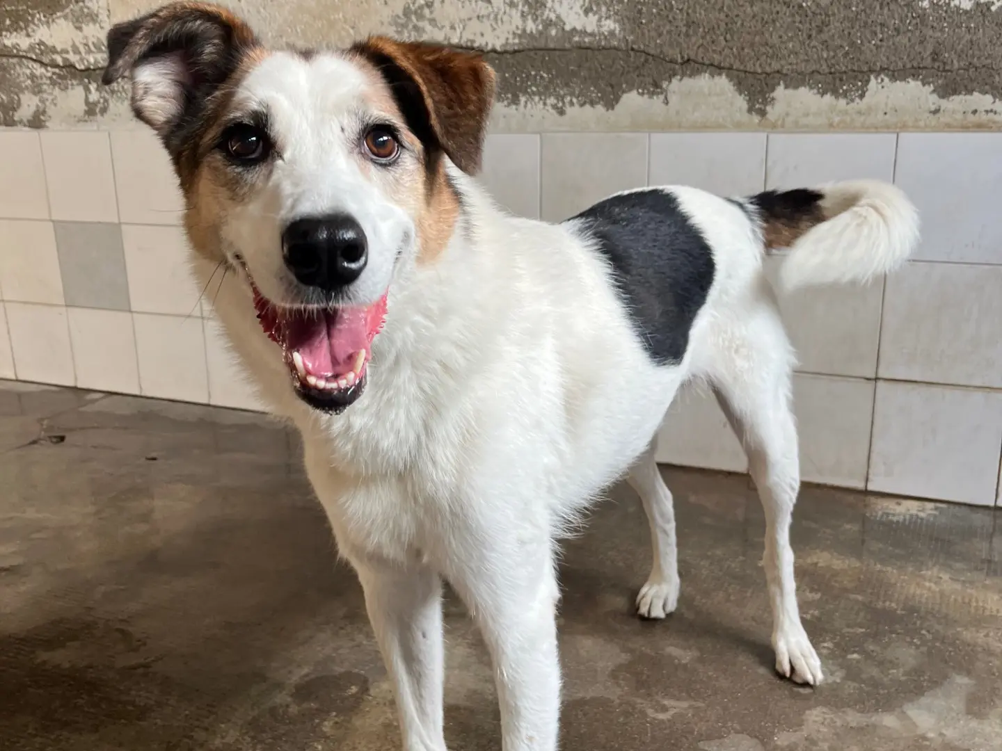 Adotta un cane, taglia media, maschio, Milano