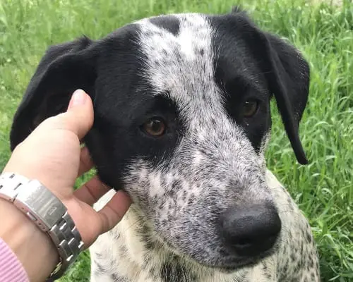 Adozione cane, femmina, meticcio, 7 anni e 9 mesi, taglia media contenuta, Reggio