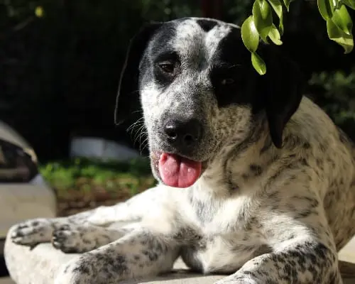 Adotta un cane, femmina, 7 anni e 9 mesi, Reggio