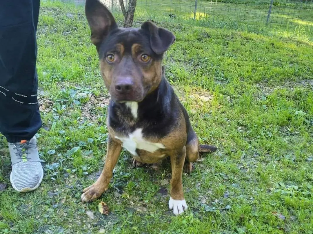 Adotta un cane, maschio, 5 anni e 9 mesi, Frosinone