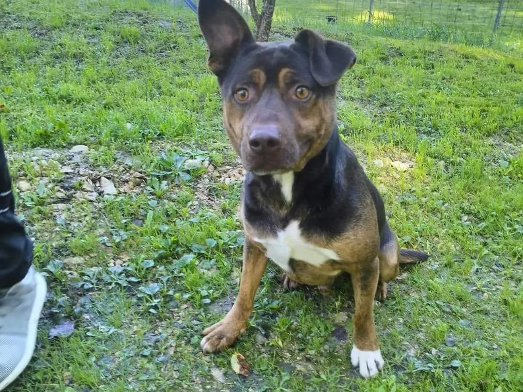 Vuoi adottare un cane a Frosinone?