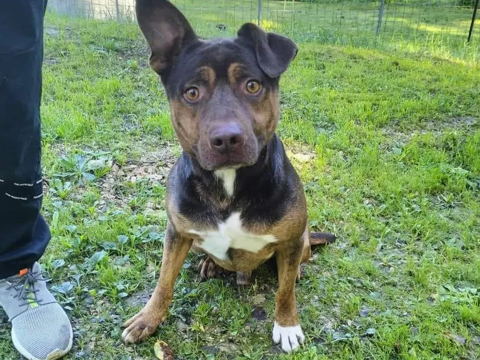 Adozione cane, maschio, Amstaff Pitbull, 5 anni e 9 mesi, taglia media, Frosinone