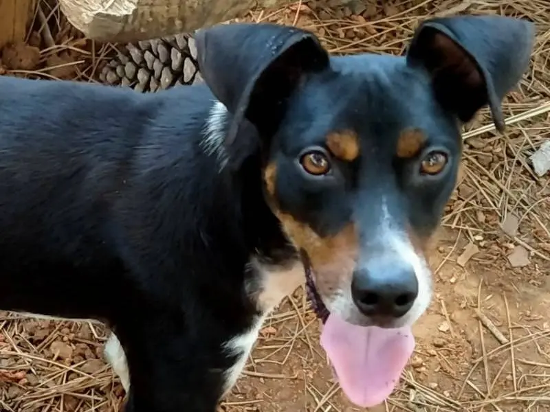 Adozione cane, maschio, Pinscher Dobermann, 9 mesi, taglia media contenuta, Vibo