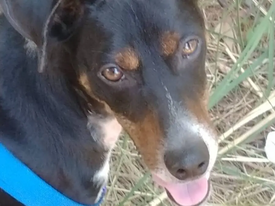 Adotta un cane, maschio, 9 mesi, Vibo
