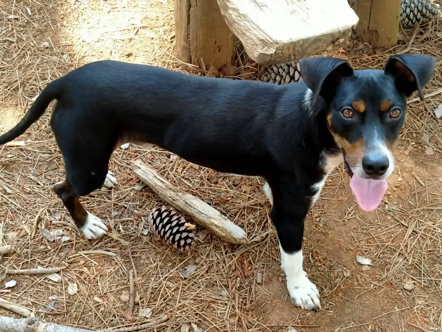Adotta un cane, taglia media contenuta, maschio, Vibo