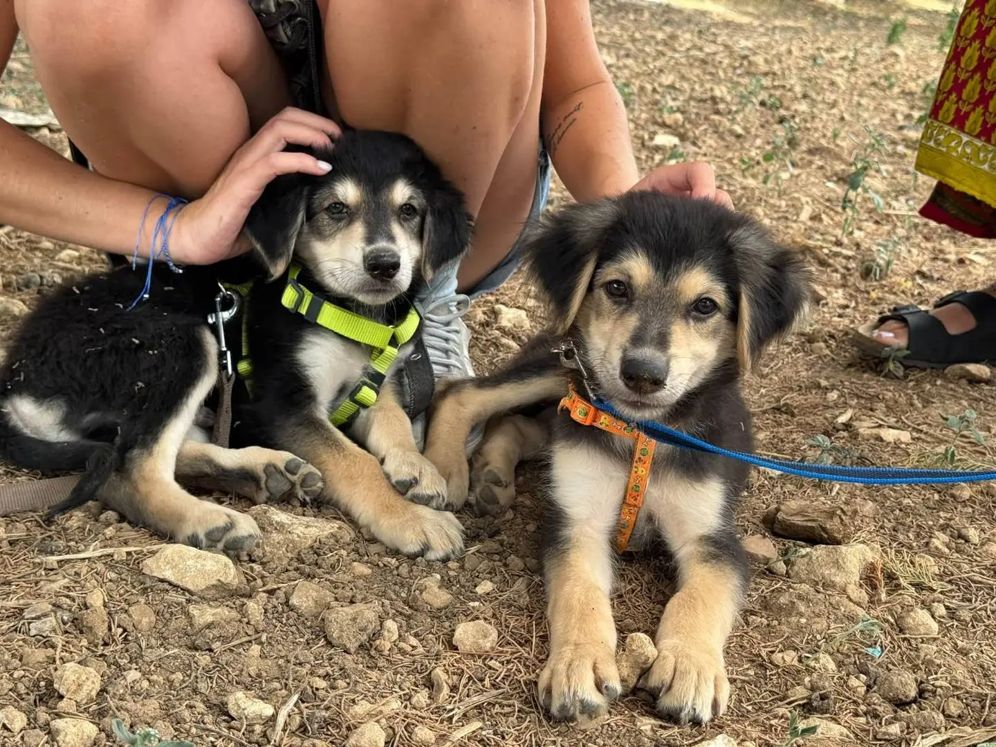 Adotta un cane, maschio, 4 mesi, Taranto