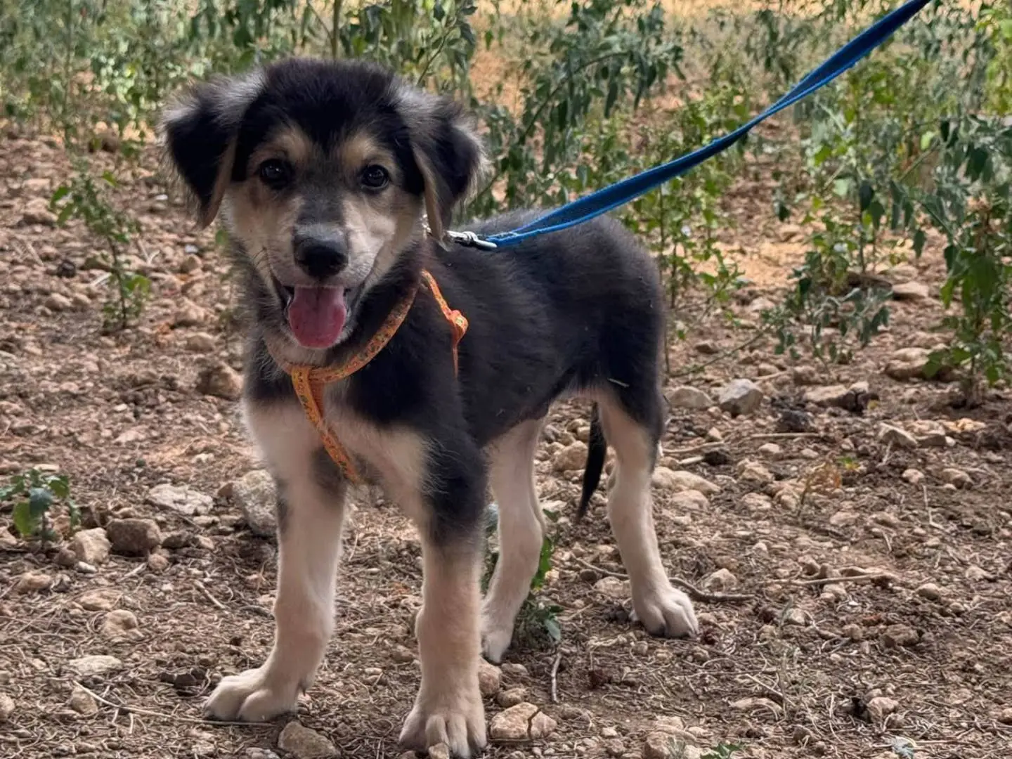 Adozione cane, maschio, Razza sconosciuta Razza sconosciuta, 4 mesi, taglia media, Taranto