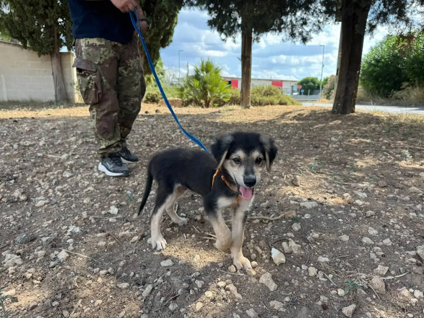 Adotta un cane, taglia media, maschio, Taranto