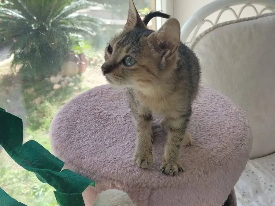 Adozione gatto, femmina, Razza sconosciuta Razza sconosciuta, 2 mesi, taglia non valida, Matera