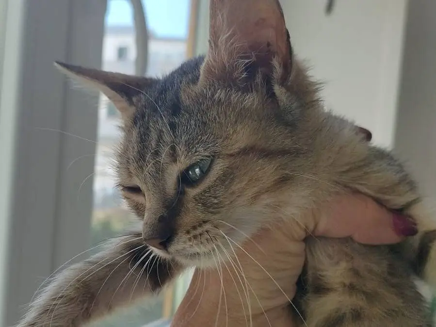 Adotta un gatto, femmina, 2 mesi, Matera